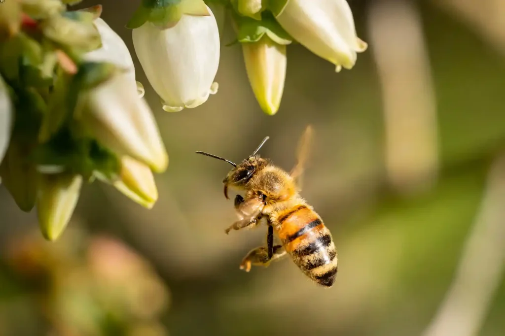 Bee savior